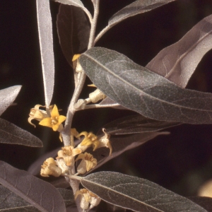 Photographie n°2336259 du taxon Elaeagnus angustifolia L. [1753]