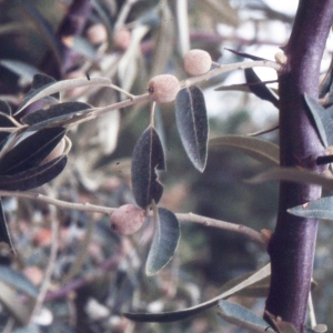 Photographie n°2336261 du taxon Elaeagnus angustifolia L. [1753]