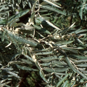 Photographie n°2336263 du taxon Elaeagnus angustifolia L. [1753]