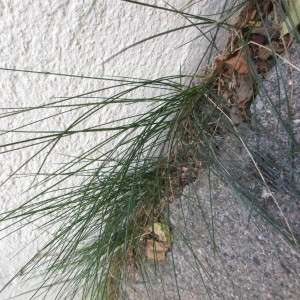 Photographie n°2336287 du taxon Poaceae