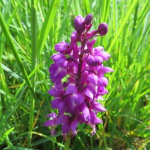 Photographie n°2336289 du taxon Orchis mascula subsp. mascula