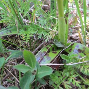 Photographie n°2336290 du taxon Orchis mascula subsp. mascula