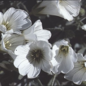 Cerastium alpinum subsp. latifolium (L.) Bonnier & Layens (Céraiste à larges feuilles)