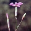  Liliane Roubaudi - Dianthus gratianopolitanus Vill. [1789]