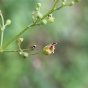 Photographie n°2336339 du taxon Scrophularia nodosa L. [1753]