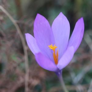 Photographie n°2336340 du taxon Crocus nudiflorus Sm.