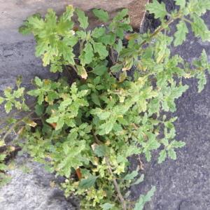  - Dysphania pumilio (R.Br.) Mosyakin & Clemants [2002]