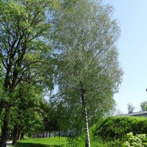 Photographie n°2336357 du taxon Betula pubescens Ehrh. [1791]