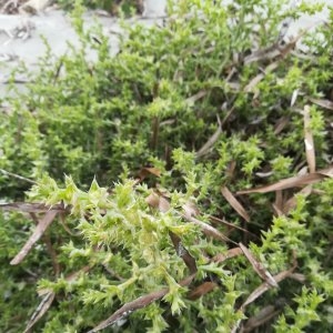 Photographie n°2336367 du taxon Salsola kali L. [1753]