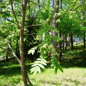 Photographie n°2336379 du taxon Sorbus aucuparia subsp. aucuparia 