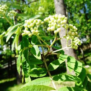 Photographie n°2336380 du taxon Sorbus aucuparia subsp. aucuparia 