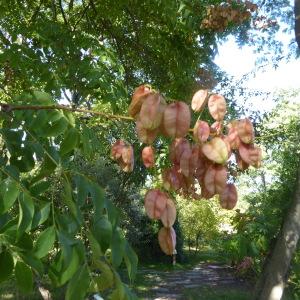 Photographie n°2336396 du taxon Koelreuteria paniculata Laxm. [1772]