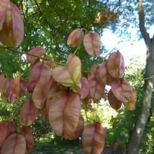 Photographie n°2336397 du taxon Koelreuteria paniculata Laxm. [1772]