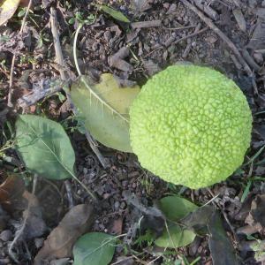 Photographie n°2336401 du taxon Maclura pomifera (Raf.) C.K.Schneid. [1906]