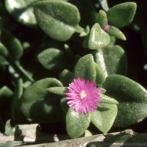  - Mesembryanthemum cordifolium L.f. [1782]