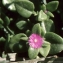  Liliane Roubaudi - Mesembryanthemum cordifolium L.f. [1782]