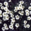  Liliane Roubaudi - Cerastium uniflorum Clairv. [1811]