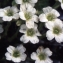  Liliane Roubaudi - Cerastium uniflorum Clairv. [1811]