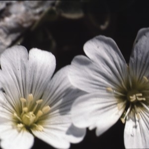 Cerastium latifolium proles uniflorum (Clairv.) Rouy & Foucaud (Céraiste à fleurs solitaires)