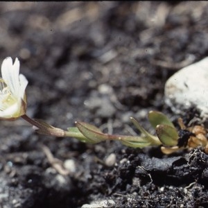 Photographie n°2336436 du taxon Cerastium uniflorum Clairv. [1811]