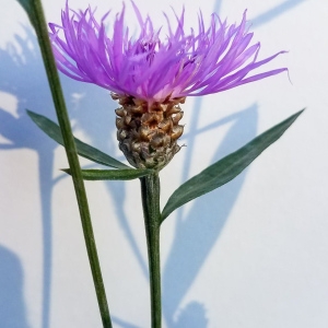  - Centaurea jacea subsp. jacea 