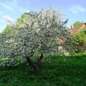 Photographie n°2336591 du taxon Malus domestica Borkh. [1803]