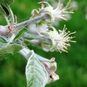 Photographie n°2336594 du taxon Malus domestica Borkh. [1803]