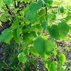 Photographie n°2336605 du taxon Tilia cordata Mill. [1768]