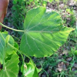 Photographie n°2336607 du taxon Tilia cordata Mill. [1768]