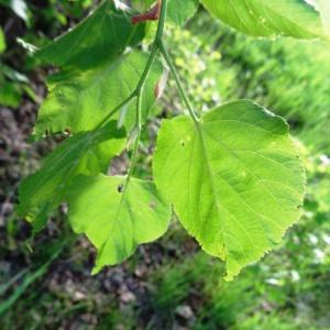 Photographie n°2336610 du taxon Tilia cordata Mill. [1768]