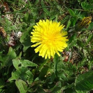 Photographie n°2336743 du taxon Taraxacum officinale F.H.Wigg. [1780]