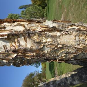 Betula nigra L.