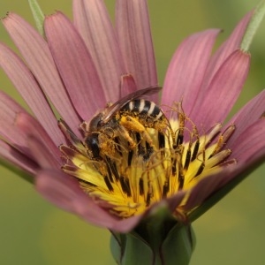 Tragopogon ×mirabilis Rouy (Salsifis admirable)