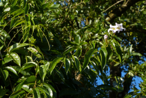 claire Felloni, le 25 janvier 2017 (Sainte-Rose (Viard))