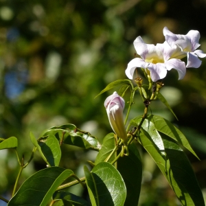 Cydista aequinoctialis (L.) Miers (Bejuco blanco)