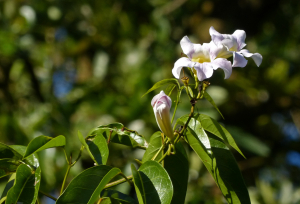 claire Felloni, le 25 janvier 2017 (Sainte-Rose (Viard))