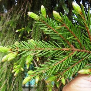 Photographie n°2336933 du taxon Picea abies (L.) H.Karst. [1881]