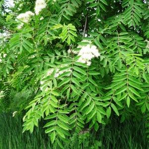 Photographie n°2336941 du taxon Sorbus aucuparia subsp. aucuparia 