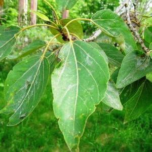 Photographie n°2336949 du taxon Populus balsamifera L. [1753]