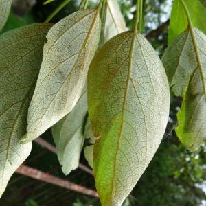 Photographie n°2336950 du taxon Populus balsamifera L. [1753]