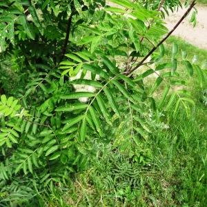 Photographie n°2336953 du taxon Sorbus aucuparia subsp. aucuparia 