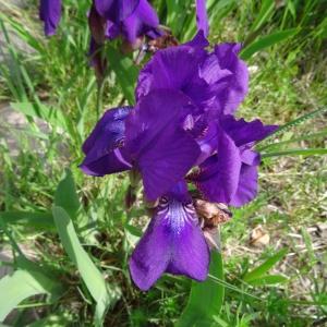 Photographie n°2337020 du taxon Iris pumila L. [1753]
