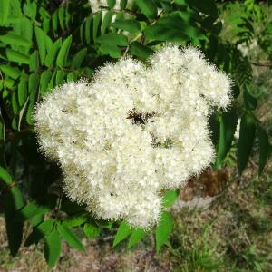 Photographie n°2337027 du taxon Sorbus aucuparia subsp. aucuparia 