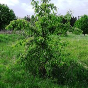 Photographie n°2337101 du taxon Malus domestica Borkh. [1803]