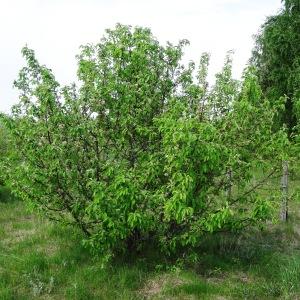 Photographie n°2337104 du taxon Malus domestica Borkh. [1803]