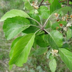 Photographie n°2337106 du taxon Malus domestica Borkh. [1803]