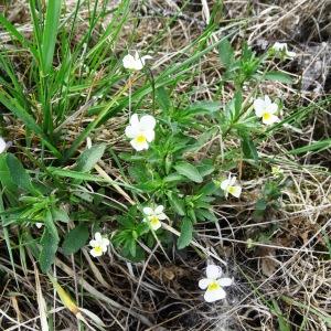 Photographie n°2337118 du taxon Viola tricolor L. [1753]