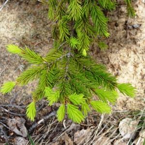 Photographie n°2337128 du taxon Picea abies (L.) H.Karst. [1881]