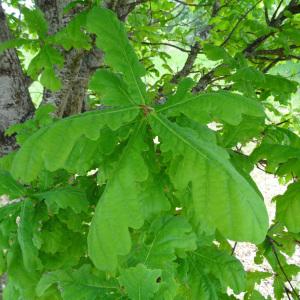 Photographie n°2337169 du taxon Quercus robur L. [1753]