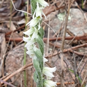 Photographie n°2337239 du taxon Spiranthes spiralis (L.) Chevall. [1827]